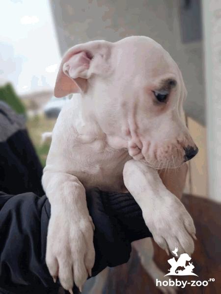 Dog argentinian cățeluși