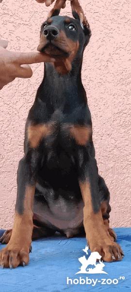 Doberman catelusi de vanzare