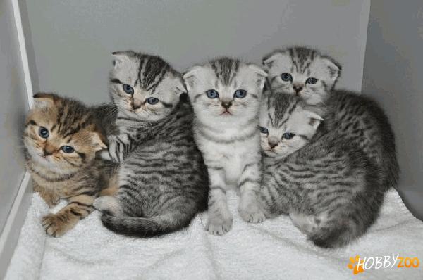 puisori british shorthair silver tabby d