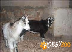 capre fatate alb cu negru