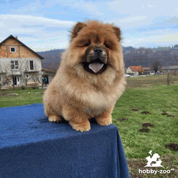 Cățeluși Chow Chow de vanzare