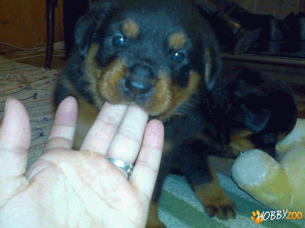 pui rottweiler de calitate
