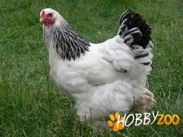 oua brahma herminat deschis