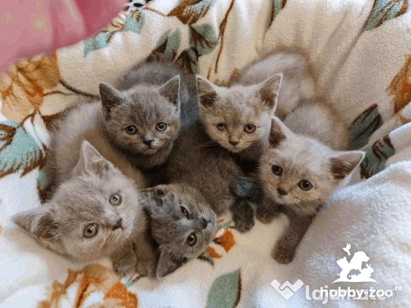 Pisici de rasa british shorthair si