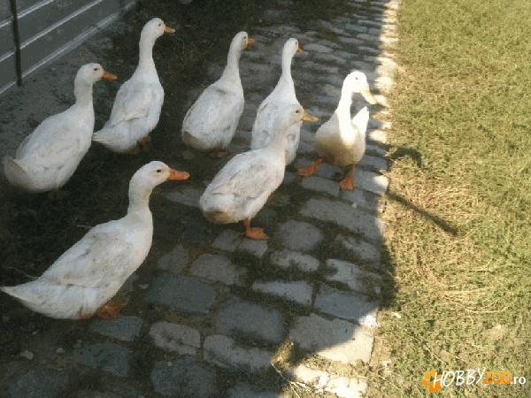 Rate si ratoi toate varstele