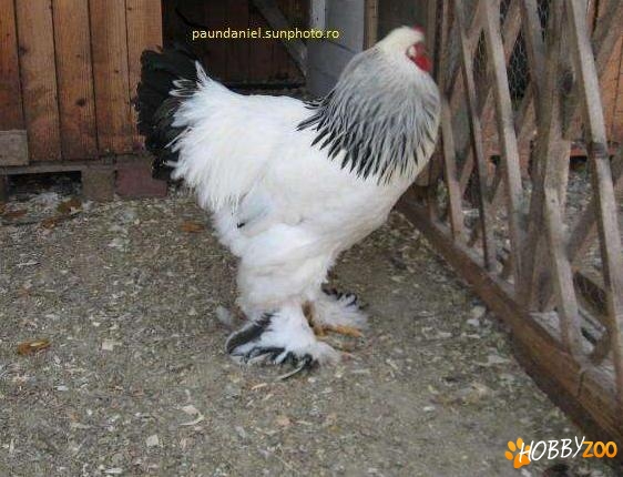 Cocosi Brahma adulti tineret