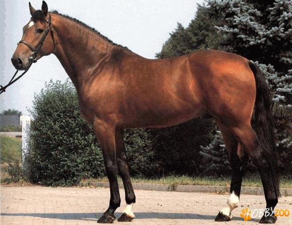 Cai de rasa Dutch Warmblood