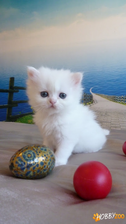 Pisicuta alba, Ragdoll