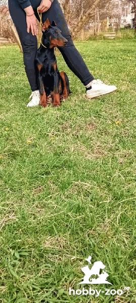 Doberman catelus de vanzare