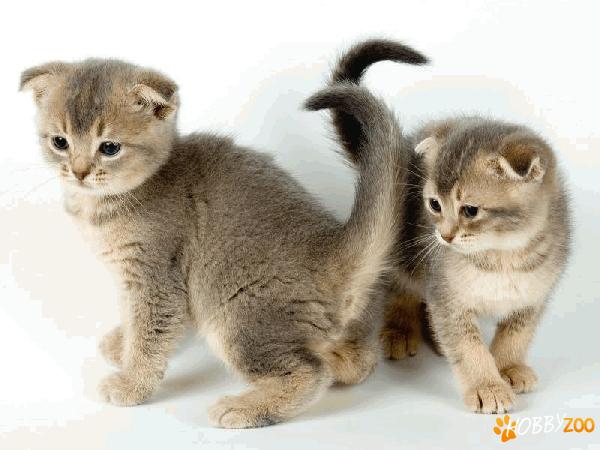 Pisoi Scottish fold rasa pura