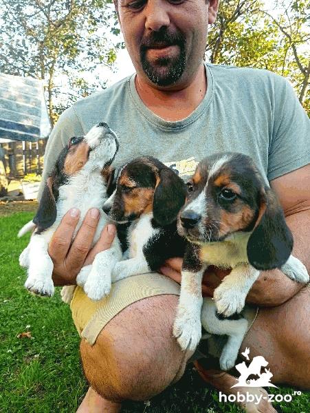 Vand Pui Beagle tricolor 