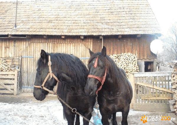 VAND 2 IEPE NEGRE PERECHE