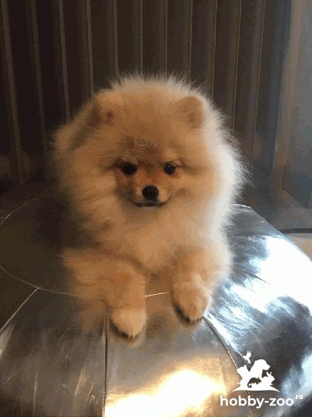 Pomeranian BOO zwergspitz rasa pura