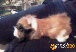 adoptie pereche de porcuti