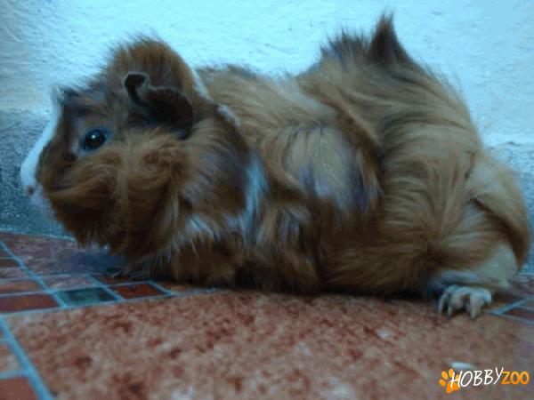 porcusor de guineea cu par lung