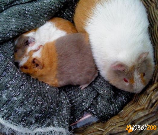 familie porcusori de guineea