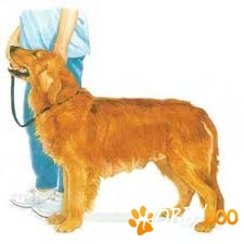 Dresaj canin la domiciliu