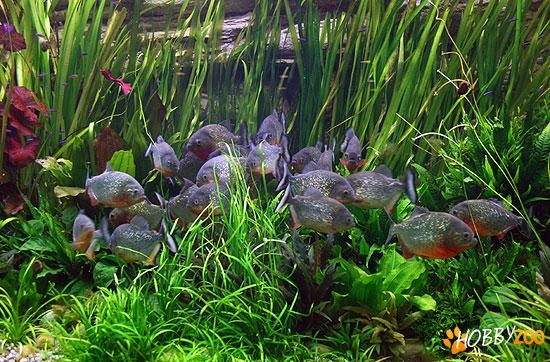 piranha pygocentrus nattereri