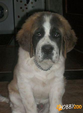 imperechere saint bernard