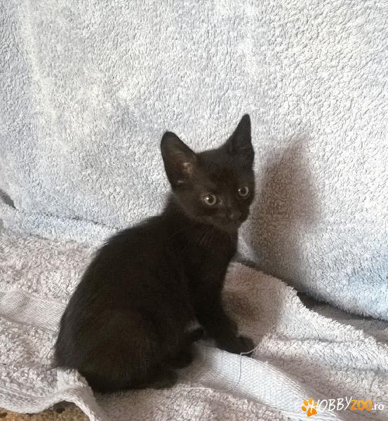 Fetita curajoasa spre adoptie
