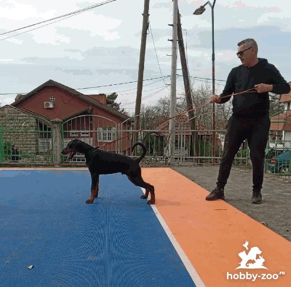 Doberman catelus de vanzare