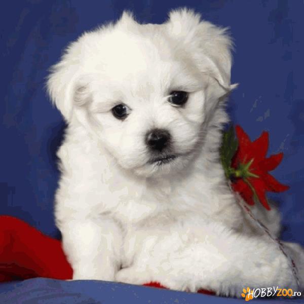 vand bichon maltez pur