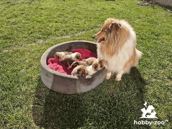  VAND PUIUTI     Collie rough