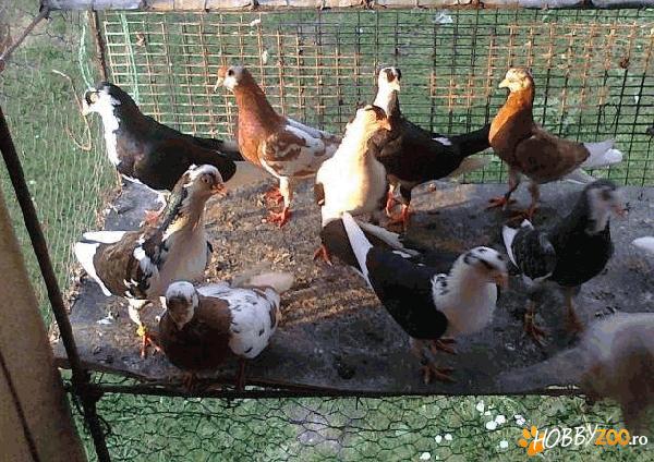 PORUMBEI Jucatori de galati