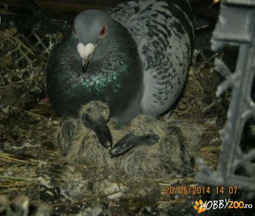 porumbei salbatici pui si maturi