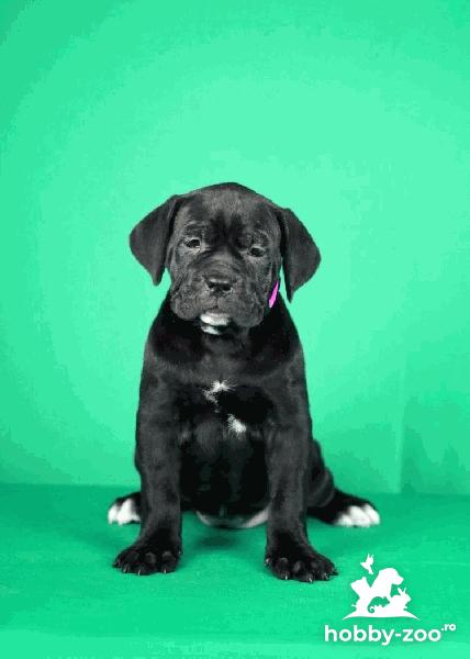 Câini Cane Corso de vânzare