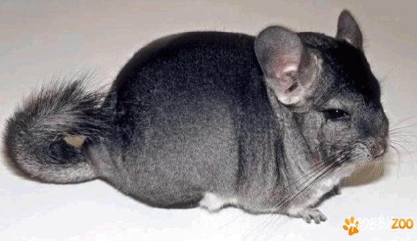 VANZARE CHINCHILLA