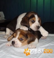 Catelusi Beagle tricolori