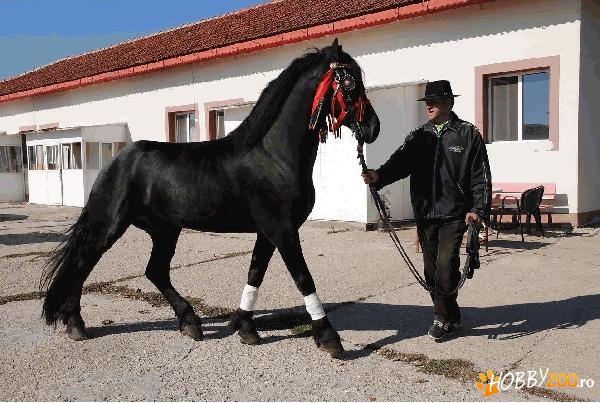 Cai rasa friesian - Zorro (armasar)