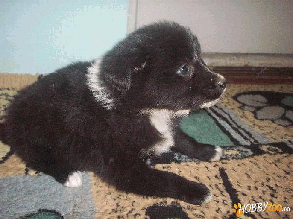 Border collie de vanzare