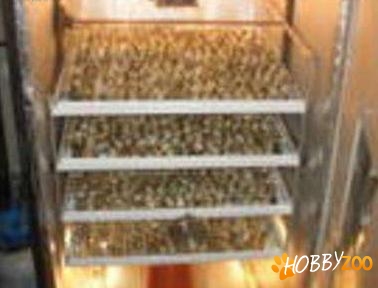 incubatoare la comanda