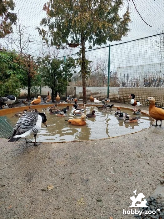 Păsări exotice din specii deosebite de rațe, gâște, fazani