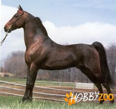 Cai de vanzare Morgan Horse
