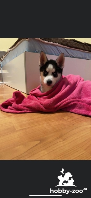 Fetita Husky Siberian