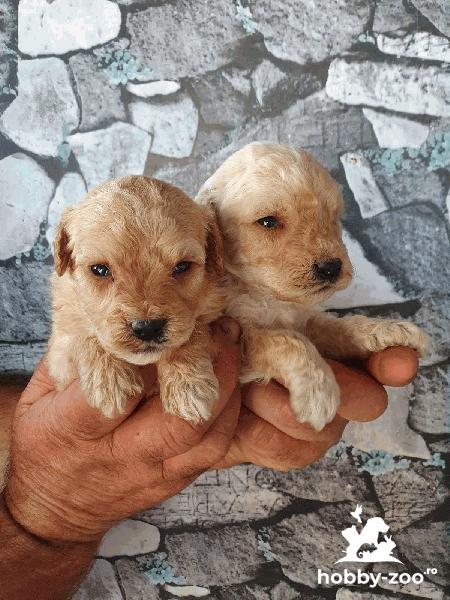 Labradoodle catelusi de vanzare
