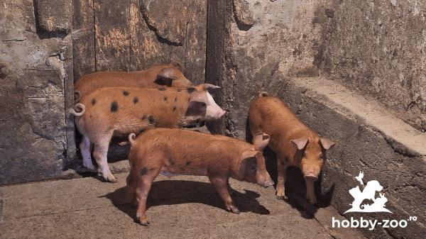 Vând purcei rasa duroc cu pietrean 