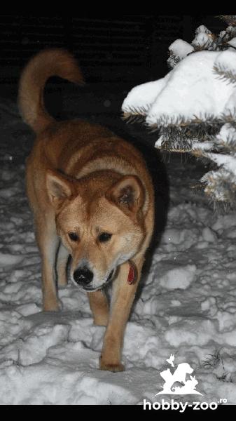 Masculi akita-lup pentru monta, varsta 1 an