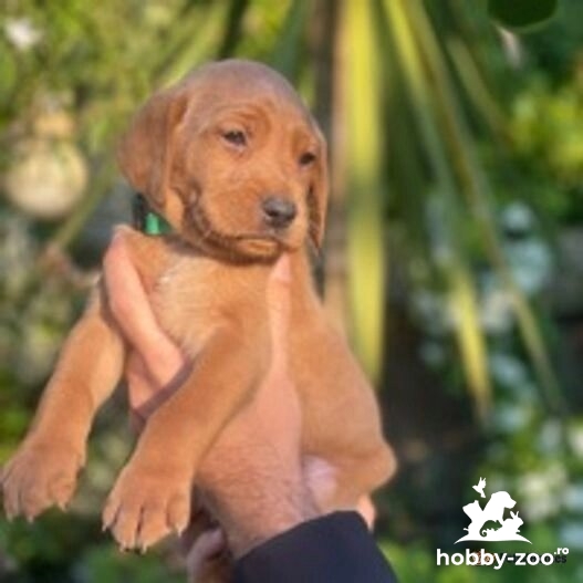 !GATA! A șasea generație KC Top Quality Fox Red Labrador