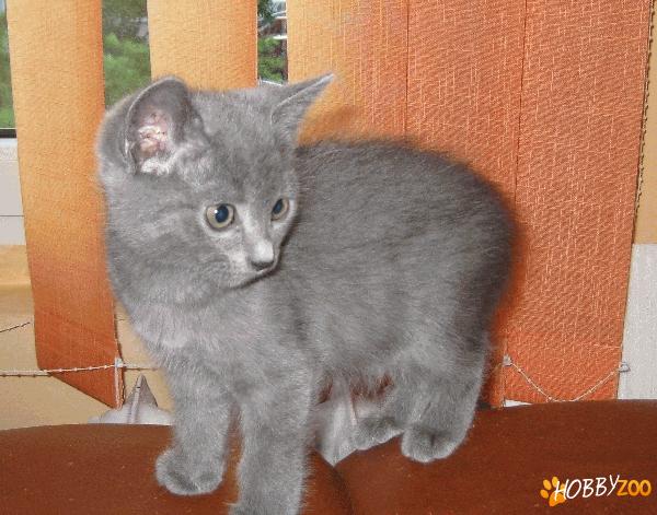 Vand pui pisica british shorthair blue