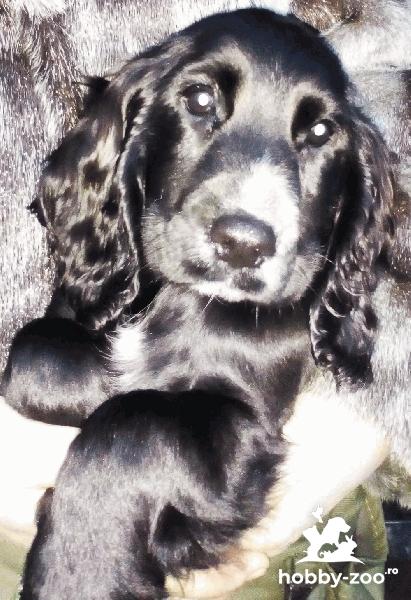 pui cocker spaniel negri