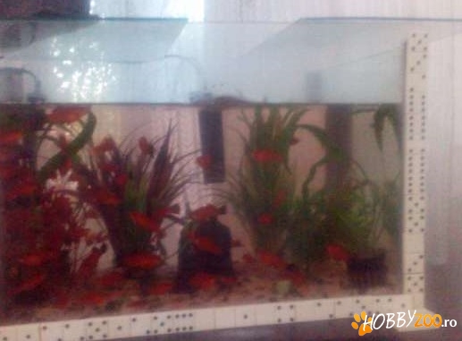 Acvariu echipat cu pesti xifo