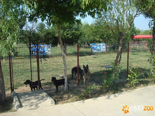 Pensiuni canine si feline