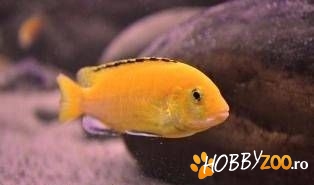 Leopard Cichlid si Caeruleus