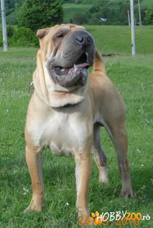 monta mascul shar pei