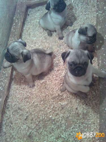 mops pug carlino