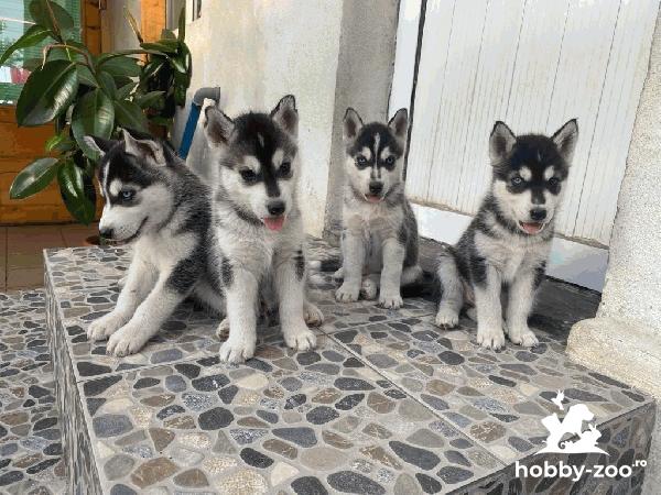 Pui husky siberian de vanzare
